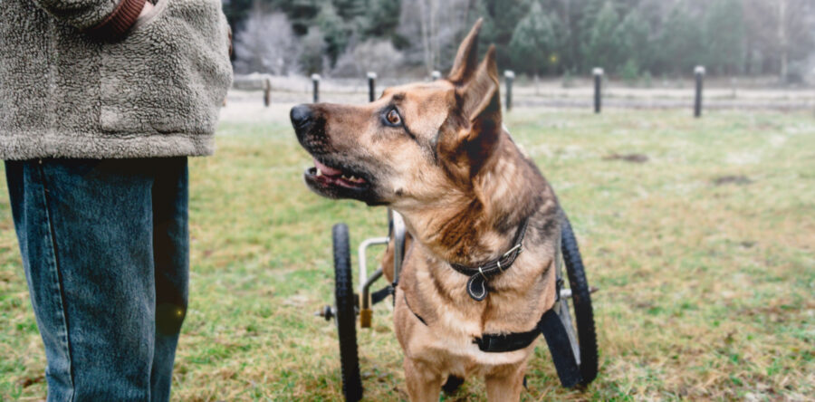 Wheelchair Dog